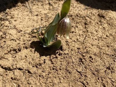 Fritillaria agrestis, photographed by Andrii Khmelkov