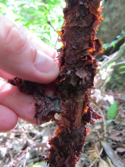 Xylopia brasiliensis, photographed by Victor Farjalla Pontes