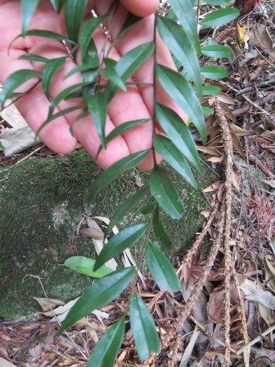 Xylopia brasiliensis, photographed by Victor Farjalla Pontes