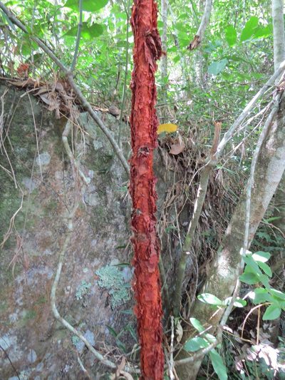 Xylopia brasiliensis, photographed by Victor Farjalla Pontes