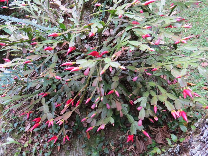 Schlumbergera truncata, photographed by Victor Farjalla Pontes
