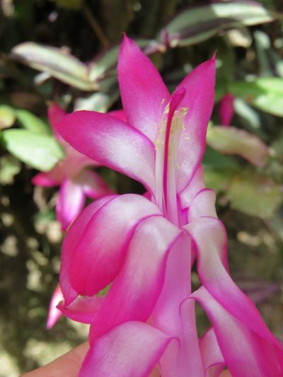 Schlumbergera truncata, photographed by Victor Farjalla Pontes