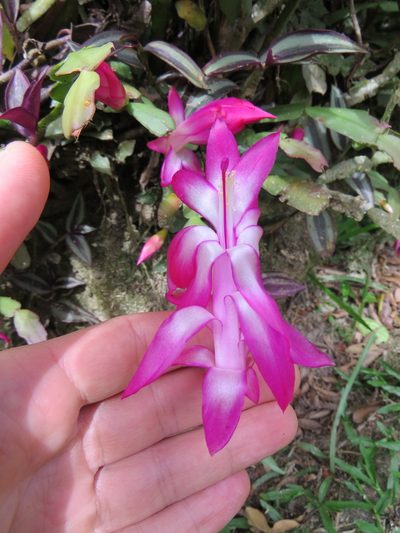 Schlumbergera truncata, photographed by Victor Farjalla Pontes