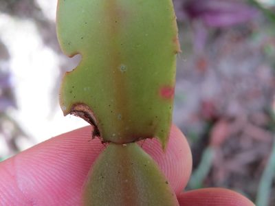 Schlumbergera truncata, photographed by Victor Farjalla Pontes