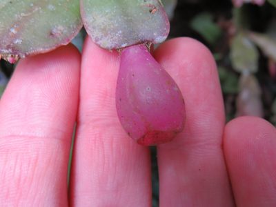 Schlumbergera truncata, photographed by Victor Farjalla Pontes