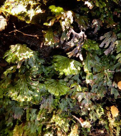 Hymenophyllum lyallii, photographed by Peter de Lange