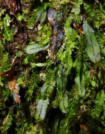 Hymenophyllum armstrongii, photographed by Peter de Lange