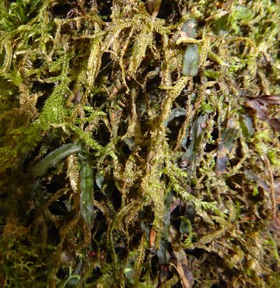 Hymenophyllum armstrongii, photographed by Peter de Lange
