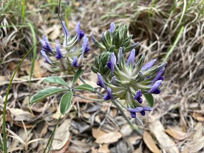 Pediomelum latestipulatum, photographed by Reid Hardin