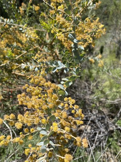 Acacia cultriformis, photographed by Brand R
