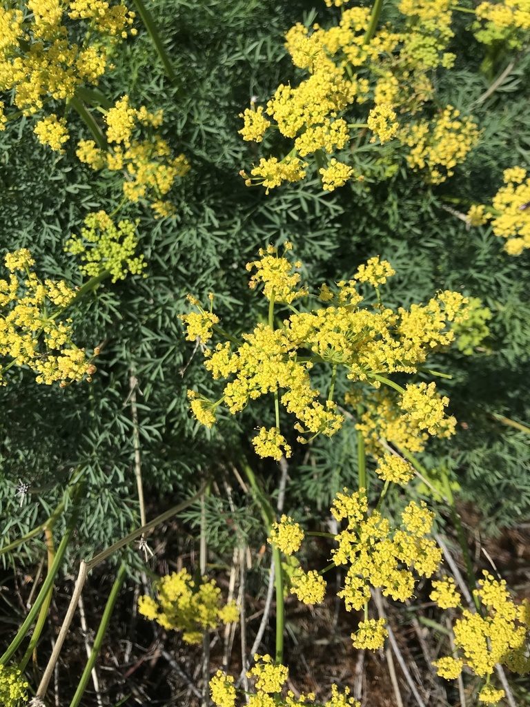 Lomatium laevigatum, photographed by Michael O'Loughlin