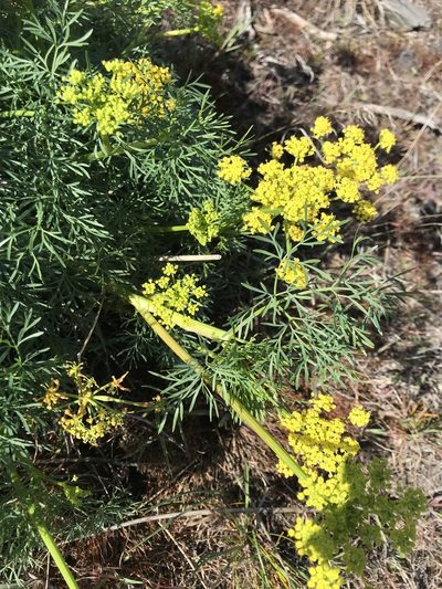 Lomatium laevigatum, photographed by Michael O'Loughlin