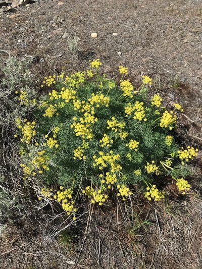 Lomatium laevigatum, photographed by Michael O'Loughlin