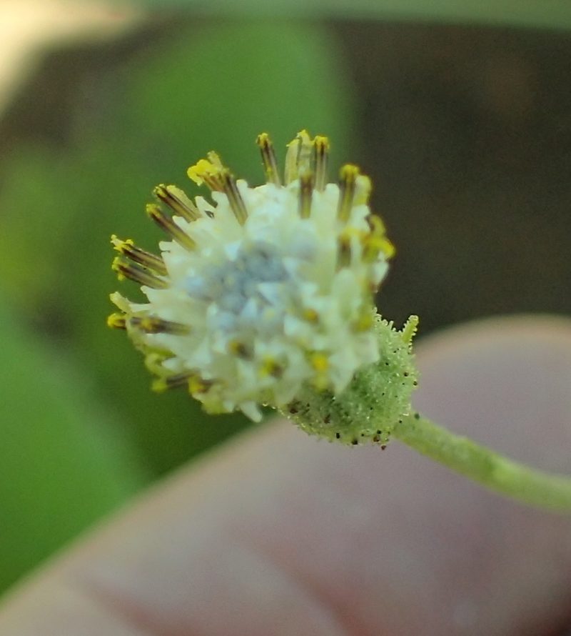 Senecio variabilis, photographed by Peter Warren