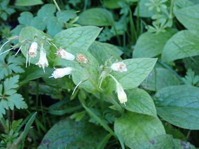 Symphytum bulbosum, photographed by Fabien Piednoir