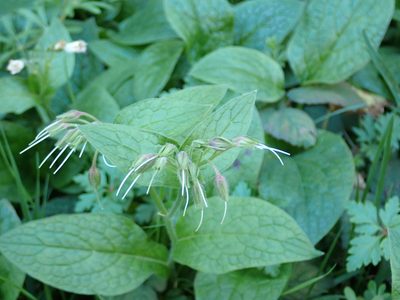 Symphytum bulbosum, photographed by Fabien Piednoir