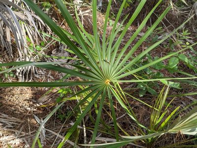 Coccothrinax argentata, photographed by Michelle Sevcovas
