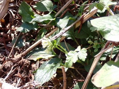 Symphytum bulbosum, photographed by Fabien Piednoir