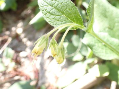 Symphytum bulbosum, photographed by Fabien Piednoir