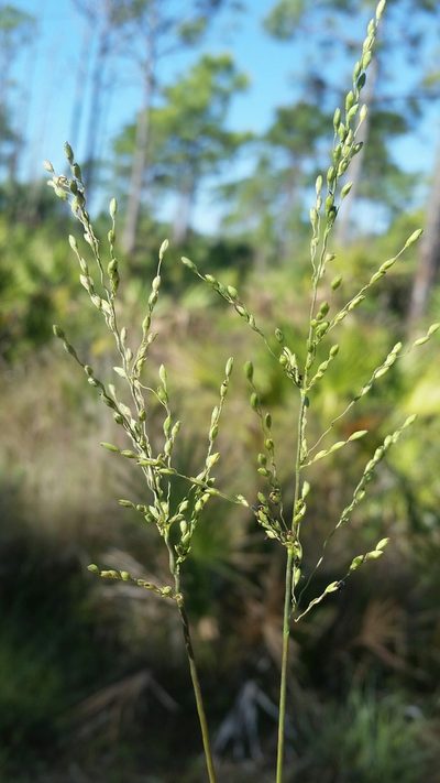 Dichanthelium pinetorum, photographed by Jay Horn