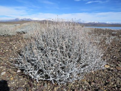 Senecio filaginoides, photographed by Nicolas Olejnik