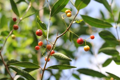 Blepharocalyx salicifolius, photographed by Romi Galeota Lencina