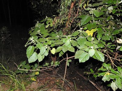 Solanum abutiloides, photographed by Greg Tasney