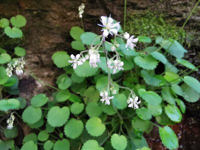Saxifraga hirsuta, photographed by escobrice