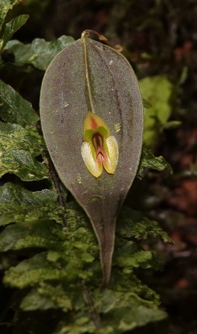 Lepanthes montezumae, photographed by desertnaturalist