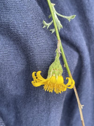 Xanthisma junceum, photographed by Jim Riley