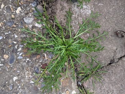 Lepidium coronopus, photographed by Piermario Maculan