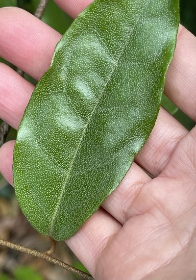 Elaeagnus loureiroi, photographed by Yj
