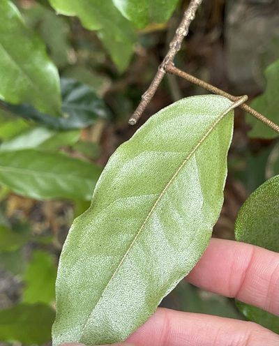Elaeagnus loureiroi, photographed by Yj