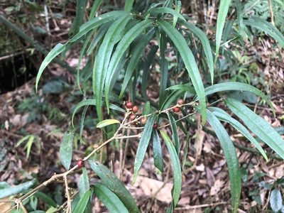 Damnacanthus angustifolius, photographed by Cheng-Tao Lin