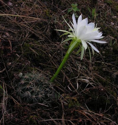 Lobivia ancistrophora, photographed by Todd Boland