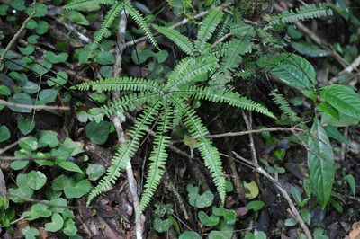 Adiantopsis radiata, photographed by Todd Boland