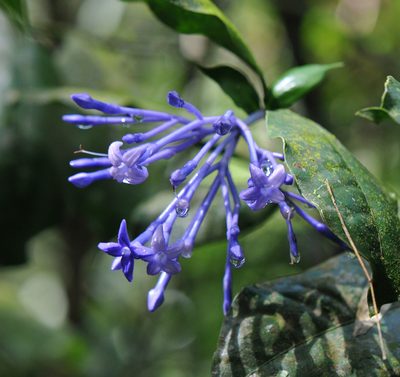 Faramea hyacinthina, photographed by Todd Boland