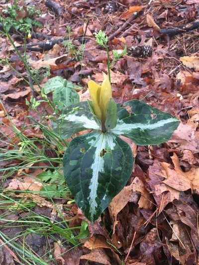 Trillium decipiens, photographed by Jessica