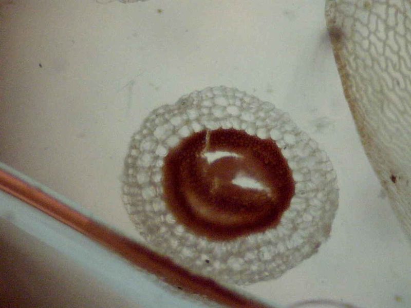 Sphagnum centrale, photographed by Étienne Lacroix-Carignan
