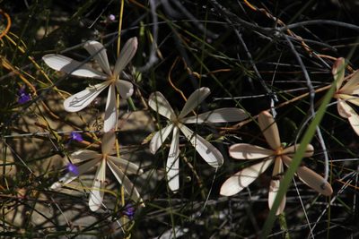 Geissorhiza exscapa, photographed by Tony Rebelo