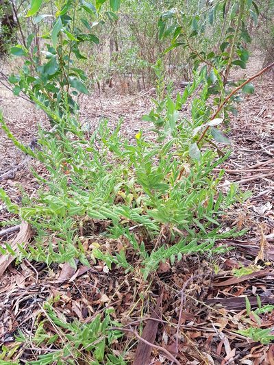 Goodenia amplexans, photographed by vivinsa