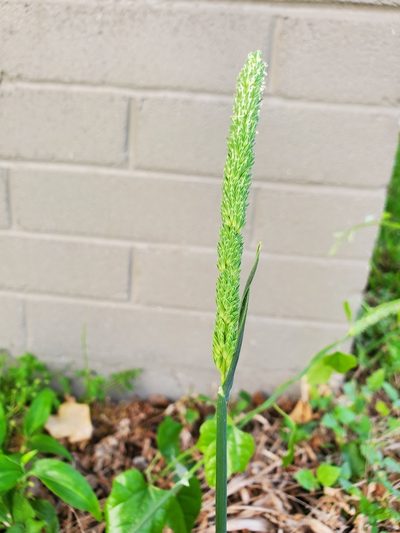 Phalaris angusta, photographed by Dza Ba
