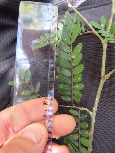 Machaerium macaense, photographed by Victor Farjalla Pontes