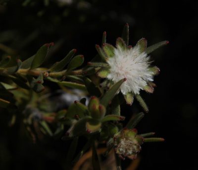 Diastella myrtifolia, photographed by Tony Rebelo
