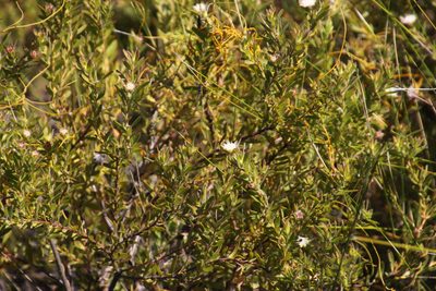 Diastella myrtifolia, photographed by Tony Rebelo