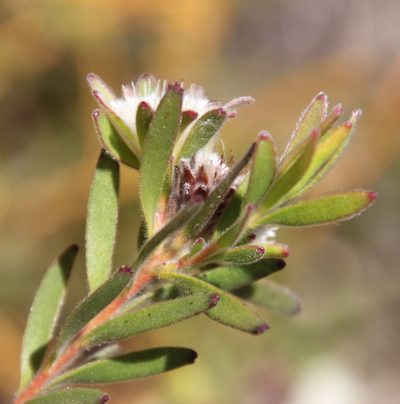 Diastella myrtifolia, photographed by Tony Rebelo