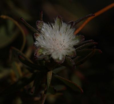 Diastella myrtifolia, photographed by Tony Rebelo