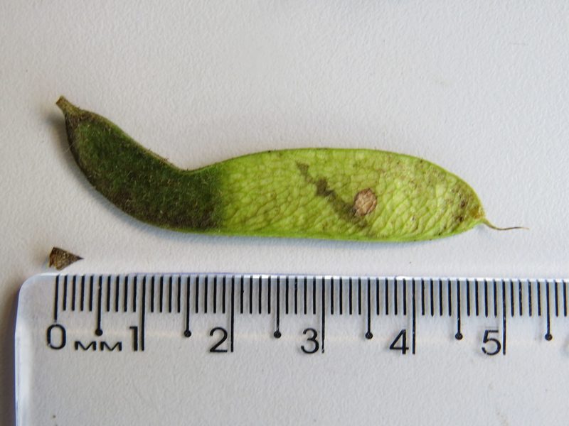 Machaerium hirtum, photographed by Victor Farjalla Pontes