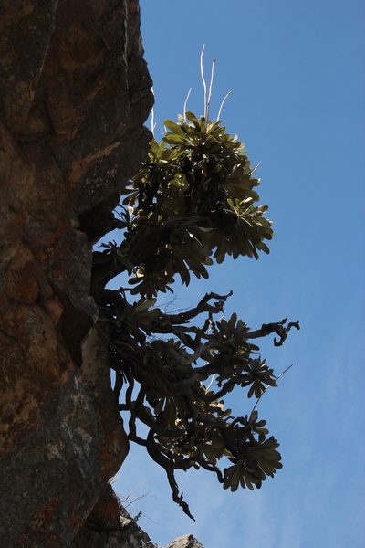 Oldenburgia papionum, photographed by Tony Rebelo
