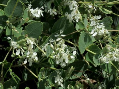 Guardiola platyphylla, photographed by Katja Schulz